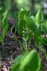 Lilies of the valley in the forest in May, Moscow region, Russia