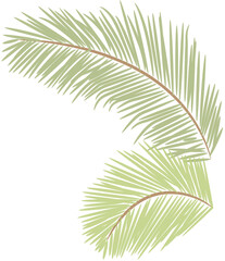 Obraz premium tropical date leaves