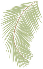 tropical date leaves