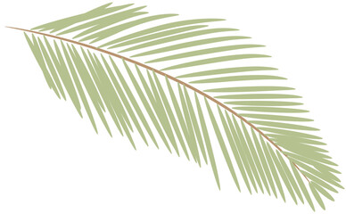 Obraz premium tropical date leaves