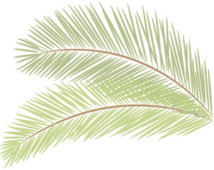 Obraz premium tropical date leaves