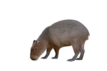 Capybara isolated on transparent background png file