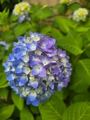 blue hydrangea flowers