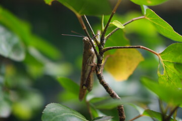 A grasshopper perched on a branch