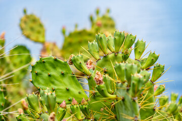 Plant cactus from the mountains of the island of La Palma in the Canary Islands.
