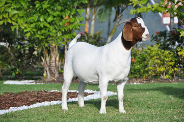 Boer female goat very awarded in Brazil. The Boer is a breed developed in South Africa