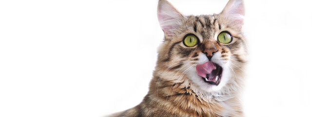 Banner with Hungry cute cat licking lips waiting for food looking at camera on white background...