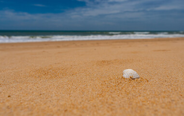 Focus on sand and shell on beach
