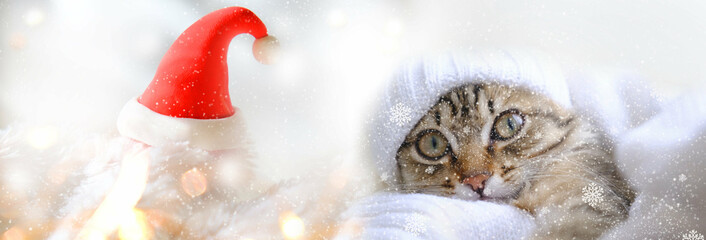 Cute cat with winter hat and Christmas decorations. Dreamy festive banner with Santa hat on fluffy...