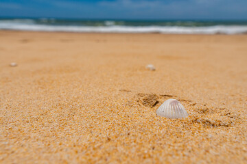 Focus on sand and shell on beach