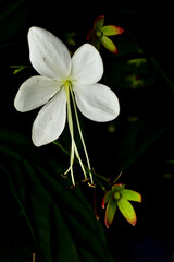 Nodding Clerodendron The white flowers split into 5 white petals when blooming, with about 5 stamens extending from the center of the flower. The stem has a stamen at the end. Has a light fragrance.