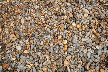 Summer forest in the afternoon. Textures and backgrounds