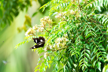 Close up flowers and black butterfly on green meadow in summer. Background with summer grasses and flowers on field