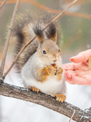 The squirrel with nut sits on tree in the winter or late autumn