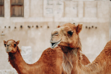 Camels in Doha in the Souq Waqif area