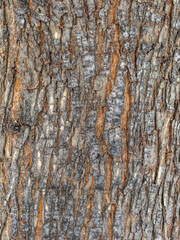 Obraz premium The texture of the bark of an old apple tree
