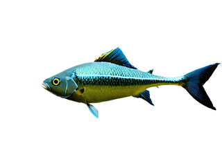 Fototapeta premium A likely freshwater catch, a silver fish with fins flared, hangs on a hook against a clean isolated on a transparent background