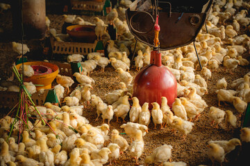 a group of chickens on a farm 