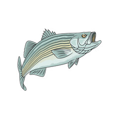 striped bass fishing illustration logo vector image t shirt