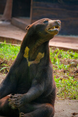 close up of a brown bear