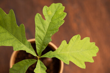 oak seedling, oak sprouting from an acorn, caring for the environment, greening the planet