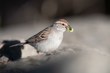 a small bird, likely a finch, perched on a rocky surface. It is holding a small, green, and yellow object in its beak, which appears to be a piece of food. 