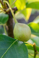Green pear on the tree in summer day.
