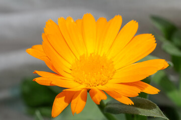 Marigold flower growing in the summer garden.