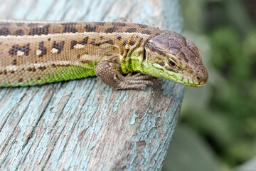 Close-up a lizard on the natural background.