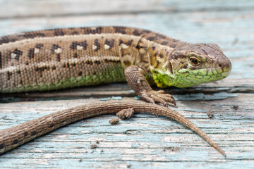 Close-up a lizard on the natural background.