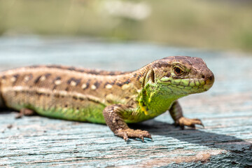 Close-up a lizard on the natural background.