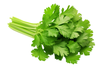 Fresh green cilantro bunch isolated on white background. Perfect for culinary usage, adding flavor to dishes, and herbal recipes.