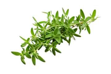 Fresh sprig of green thyme isolated on a white background, perfect for culinary uses and herbal remedies.