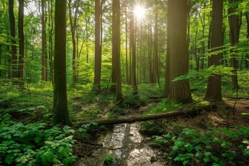 Fototapeta premium A serene forest scene with tall trees, lush greenery, and a small stream running through the middle. The sunlight filters through the leaves, creating dappled patterns on the forest floor.