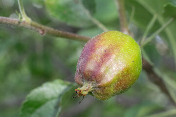 Fruit of immature apple on a branch of the tree.