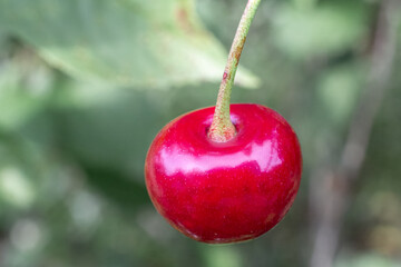 Red cherry on a tree with a blurred background.
