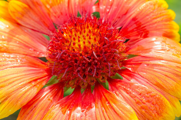 Close-up bud of an orange and yellow Gailardia flower
