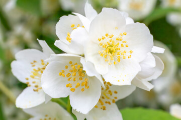 Jasmine flowers blossoming in a garden in sunny day.
