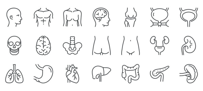 Human Body Parts Icons Set. Illustrations of Head, Torso, Brain, Skull, Spine, Kidneys, Lungs, Heart, Stomach, Liver, Intestines, Pancreas, and Bladder. Linear Vector Pack.
