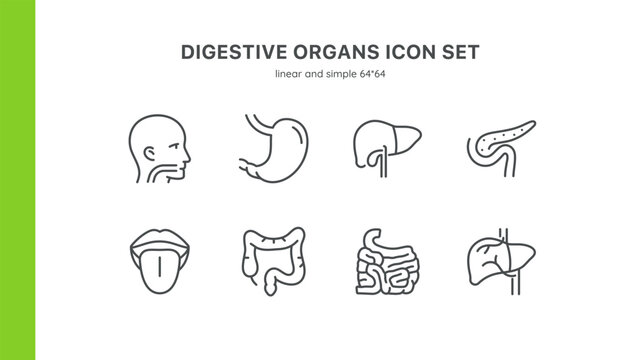 Digestive Organs Icons Set. Isolated Illustrations of Stomach, Liver, Pancreas, Intestines, Mouth, and Esophagus. Linear Vector Pack on White Background.