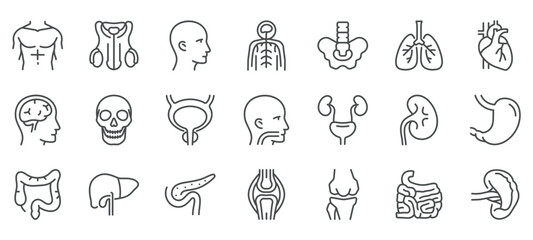 Man Body Organs and Parts Icon Set. Thin Line Illustrations of Male Body Organs and Anatomical Structures. Editable Vector Signs Collection.