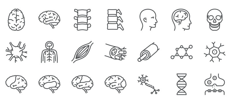 Human Nervous System Icons Set. Illustrations of Brain, Spinal Cord, Neurons, Muscle Fibers, Skull, DNA, and Synapses. Linear Vector Pack.
