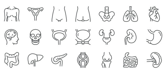 Woman Body Organs and Parts Vector Icons Set. Thin Line Illustrations of Female Anatomy - Brain, Skull, Heart, Lungs, Liver, Stomach, Kidney, Uterus, and Other Organs. Editable Linear Signs Collection