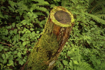 forest wood nature 森林　木　自然