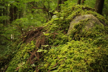 forest wood nature 森林　木　自然