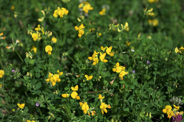 Close up of birds foot trefoil (lotus corniculatus) flowers in bloom