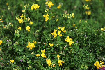 Close up of birds foot trefoil (lotus corniculatus) flowers in bloom