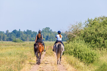 Horse riding on a path in a meadow landscape in summer