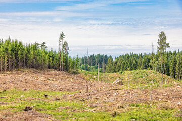Obraz premium View at a clearcutting in a spruce forest