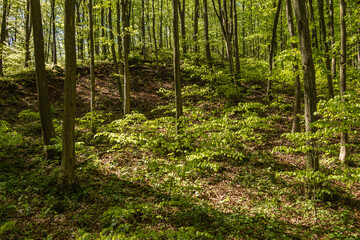 Obraz premium Green forest in the morning.